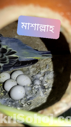 মাস্টার পেয়ার বাজরিগার